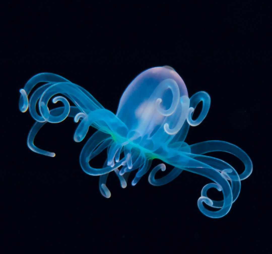 astrobiology's tweet image. An #earthling Cerianthid larva via @WHOI They live in the seafloor and spend a long time drifting catching prey with their tentacles much like a jellyfish.  What forms of aquatic life will we find on the ocean worlds that we will explore? Let&apos;s find out #Astrobiology #LPSC2023