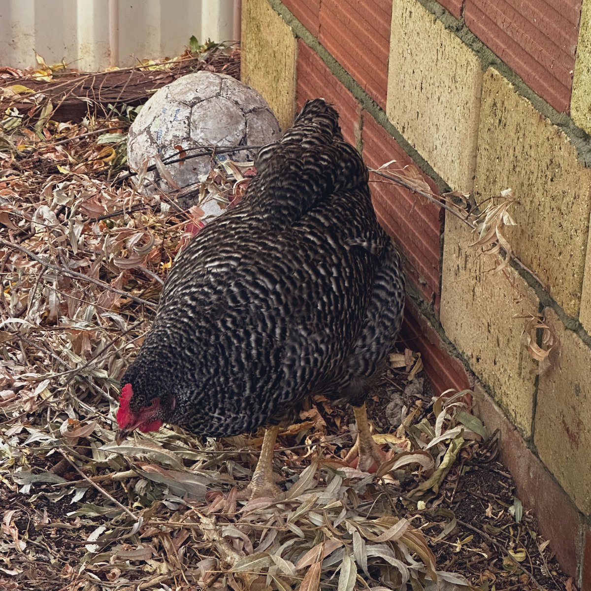 家で飼っていたニワトリが昨日、亡くなられました…
1ヶ月ほど、下痢が続き…元気がなく
エサは食べてはいたのだけど、
回復には至りませんでした😓
朝起きてみると小屋の中で寝ている間に倒れたようでした。
屋根まで飛び上がる活発な子で、卵も産んでくれて…本当にありがとう😢