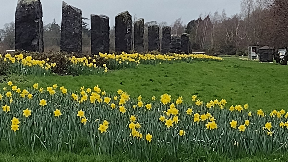 SusanForsyth_'s tweet photo. A cheerful sight on a rainy afternoon in Carrick-on-Suir #tipperary #spring https://t.co/I1qvBIqMDH