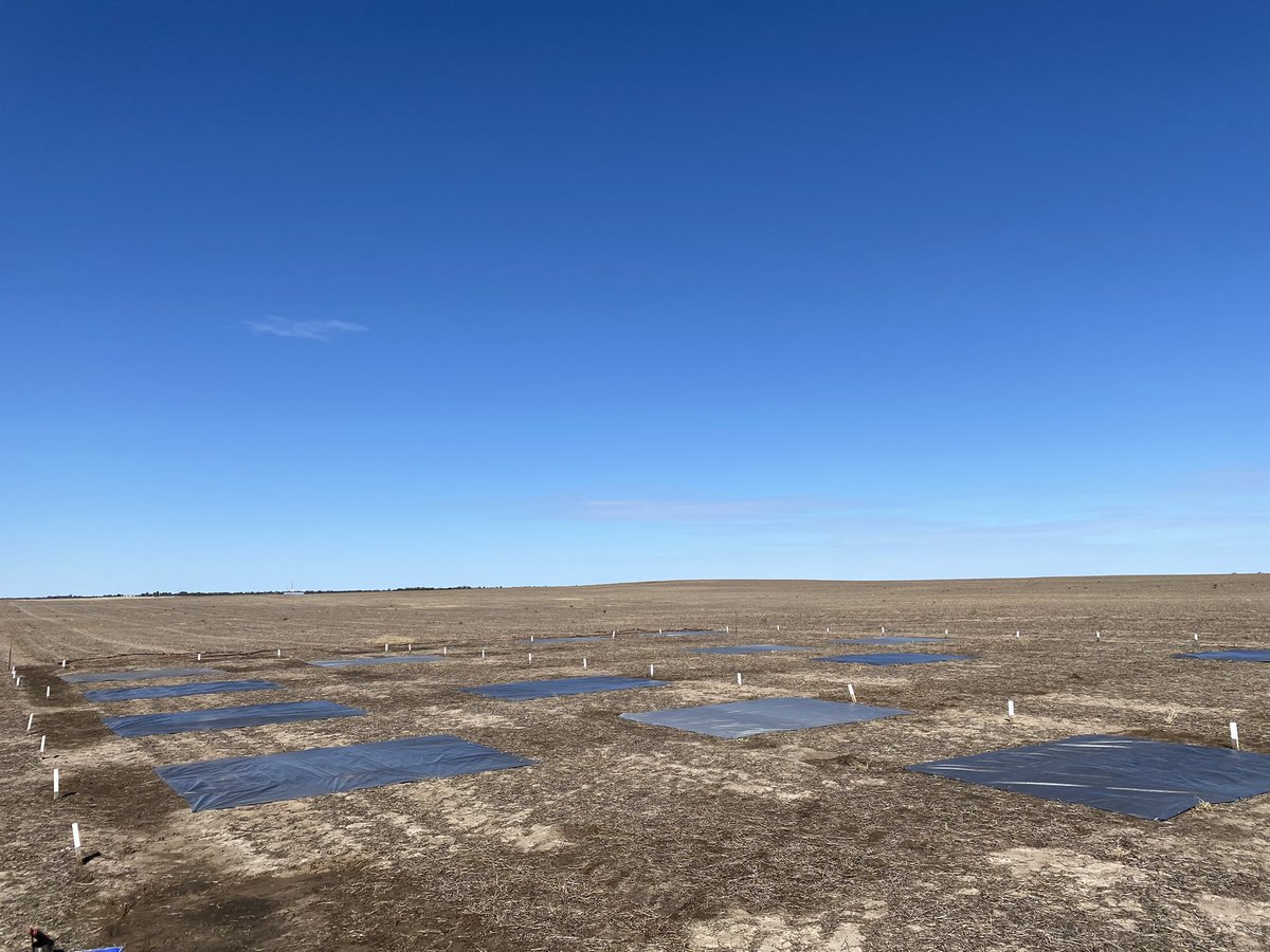 Using tarps and irrigation we are manipulating starting soil water to test long coleoptile wheat emergence from depth as part of the national <a href="/theGRDC/">GRDC</a> project. Treatments setup this week in SA &amp; Vic with dream team <a href="/c_celestina/">Corinne Celestina</a> <a href="/agronomeiste/">James Hunt</a> <a href="/Ware_AH/">Andrew Ware</a> <a href="/bennettbrooke__/">Brooke Bennett</a> <a href="/rebetzke_0/">Greg Rebetzke</a>