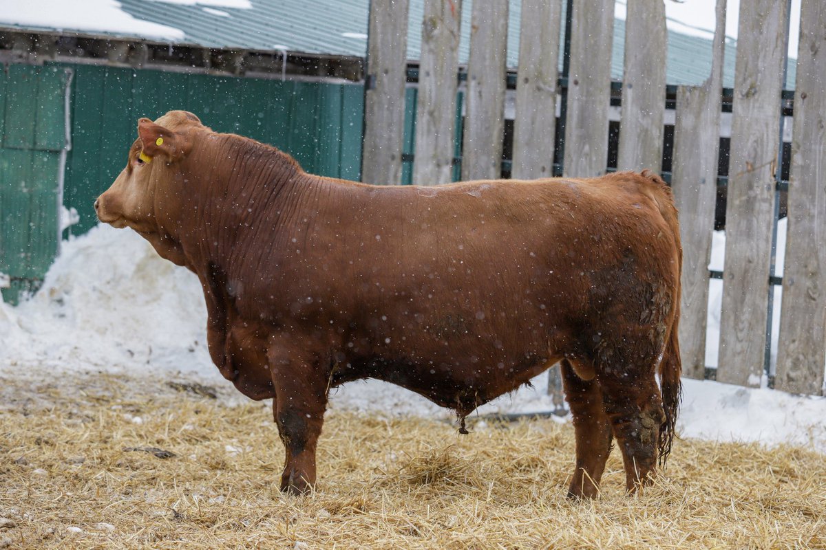 28 yearling bulls on private treaty at the farm. Red Angus, Simmental and crossbreds available. Calving ease bulls out of maternal cow families!