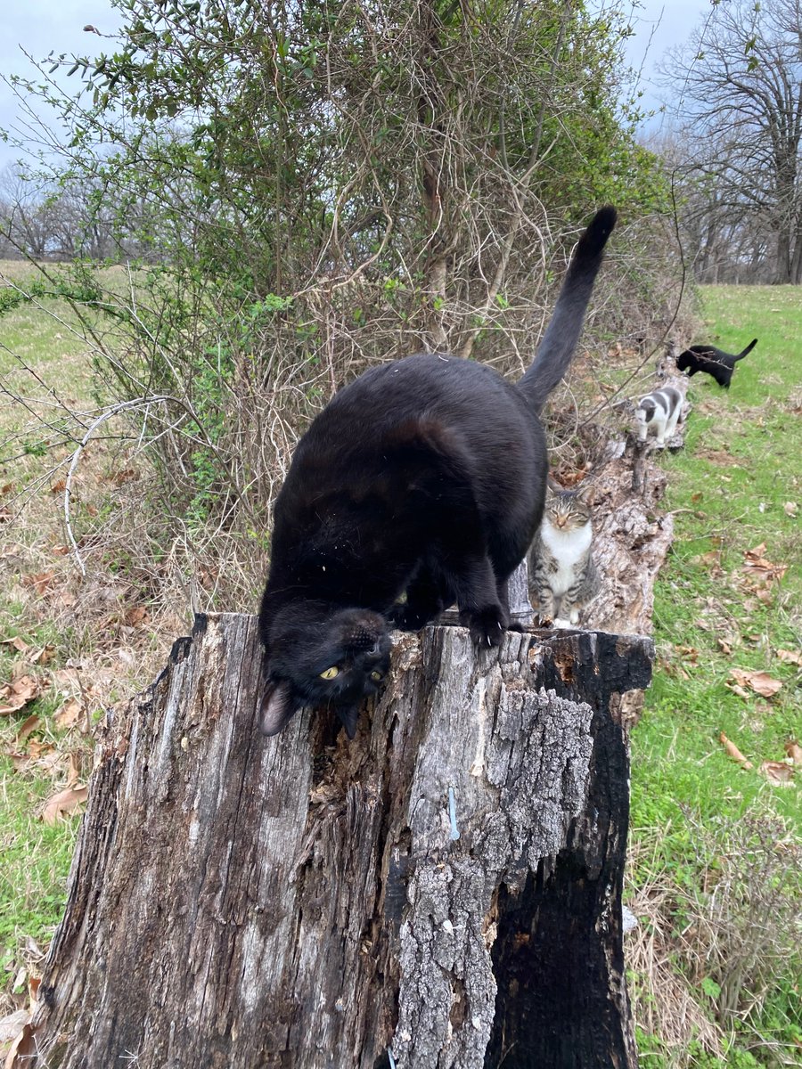 One crazy family...Big Blackie, Tigger One, Mickie Cat (the mother) and Little Blackie.