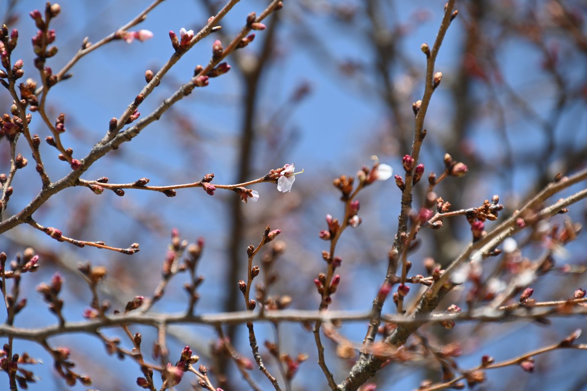 地球温暖化により、植物の開花が早まります。これによりどのような結果が生じるのでしょうか?