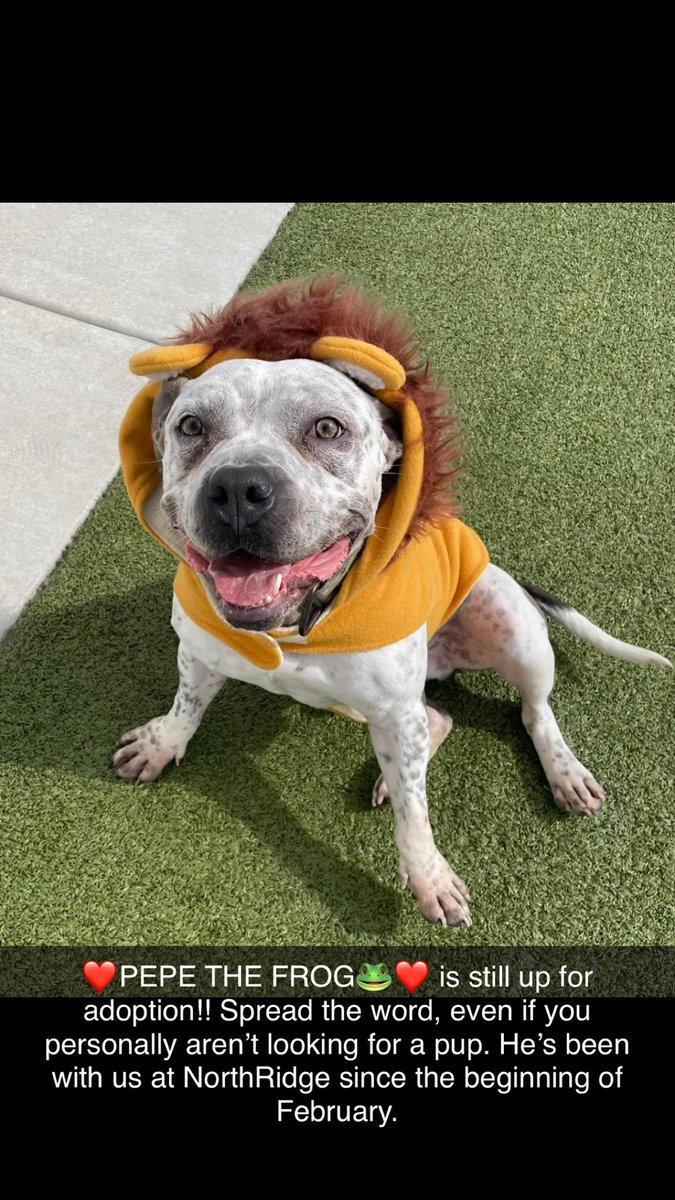 Caseyy_cx's tweet photo. ‼️UP FOR ADOPTION‼️
This sweet boy’s name is Pepe the Frog. He’s been staying with us at my job for about a month and a half now, and he’s looking for his furever home 🐾 please spread the word even if you personally aren’t looking for a pup at this time! ❤️ #FrogsForeverHome 🐸 https://t.co/2dOqTndYnm