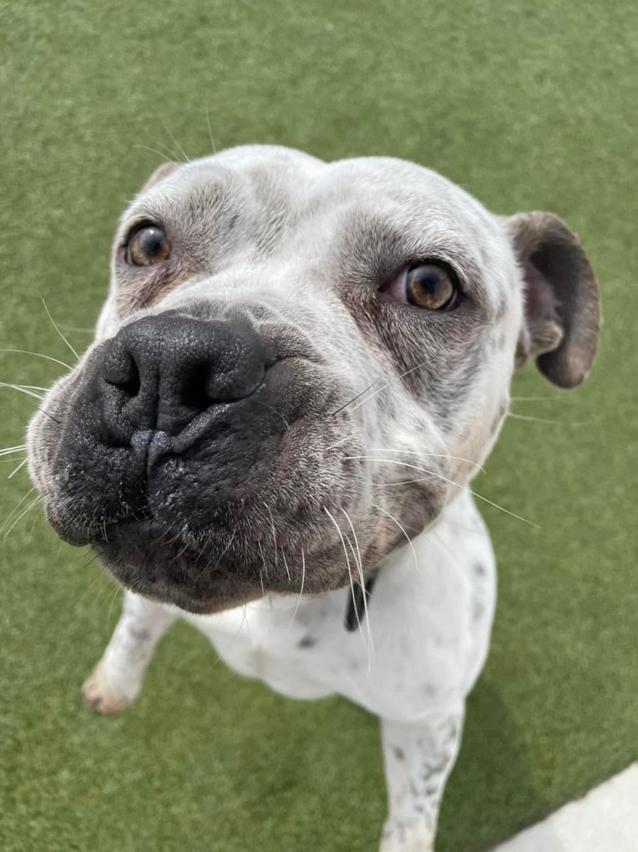 Caseyy_cx's tweet photo. ‼️UP FOR ADOPTION‼️
This sweet boy’s name is Pepe the Frog. He’s been staying with us at my job for about a month and a half now, and he’s looking for his furever home 🐾 please spread the word even if you personally aren’t looking for a pup at this time! ❤️ #FrogsForeverHome 🐸 https://t.co/2dOqTndYnm