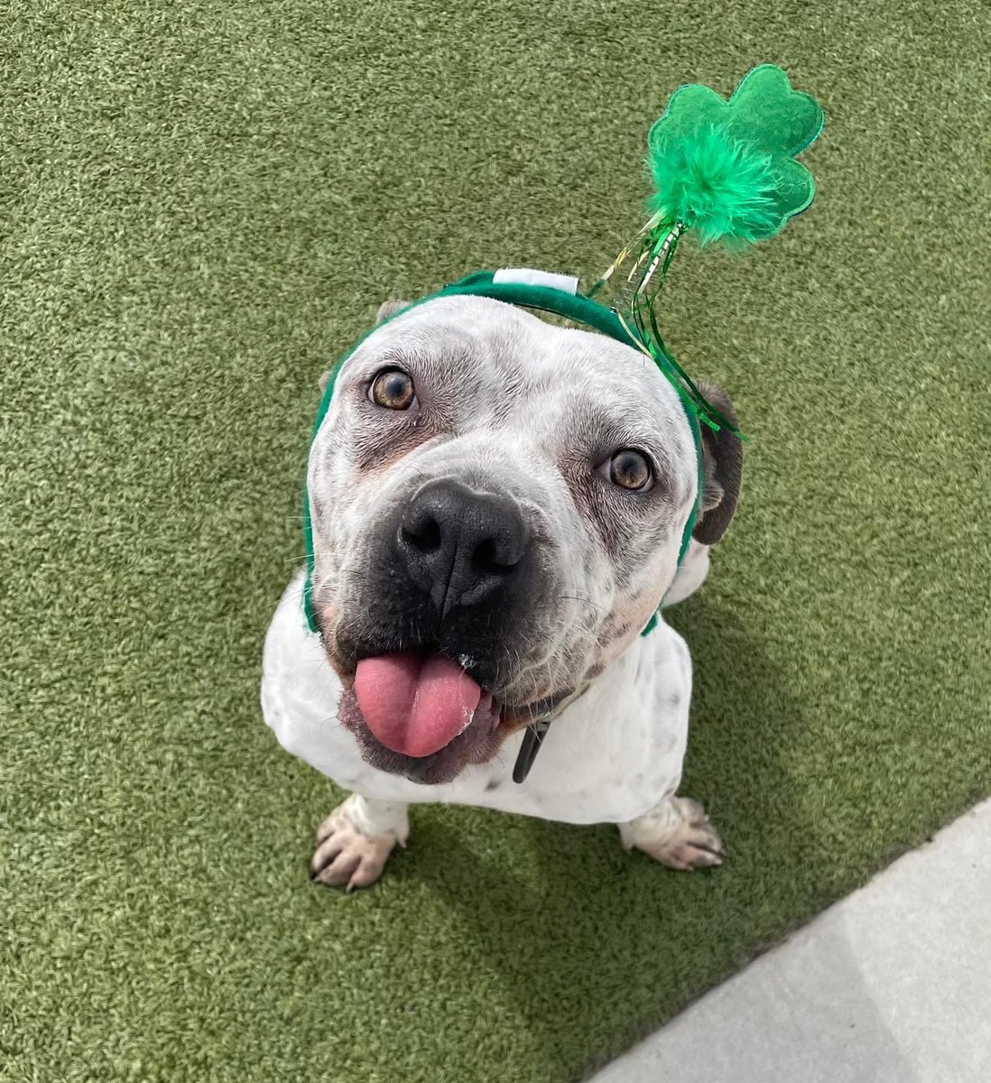 Caseyy_cx's tweet photo. ‼️UP FOR ADOPTION‼️
This sweet boy’s name is Pepe the Frog. He’s been staying with us at my job for about a month and a half now, and he’s looking for his furever home 🐾 please spread the word even if you personally aren’t looking for a pup at this time! ❤️ #FrogsForeverHome 🐸 https://t.co/2dOqTndYnm