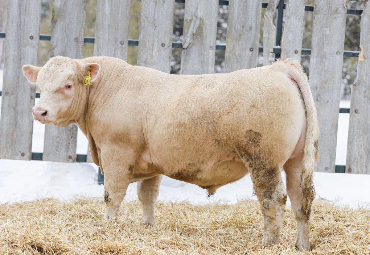 Going to add some lbs. to a calf crop