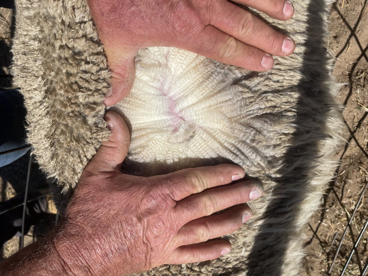 ClayePeters's tweet photo. Happy to see all this breeding selection is tracking in the right direction, 10 month old ewe hoggets 4 months off shears producing a fleece like that is hard to turn away from, at this rate 4 month shearing might be to new goal #modernmerino #eyrempm @BenDuxson https://t.co/Wju4qhlnMf