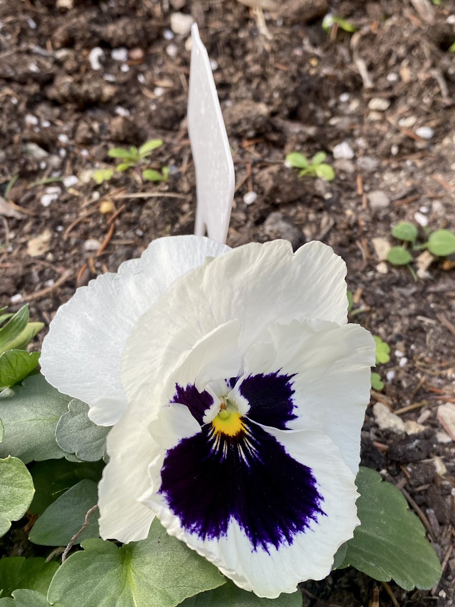早春花園的主角是靠球根植物，風信子，番紅花，三色堇🌷🌸🌼 做園藝時一直飄來風信子的香氣，一陣陣的無比濃郁，太好聞啦！感到幸福🥰

#spring  #garden #flowers #hyacinth  #crocus #joyful #life #春季花園 #花園 #春天 #球根植物 #風信子 #番紅花 #三色堇 #ガーデン #お花 #春 #美しい #可愛い