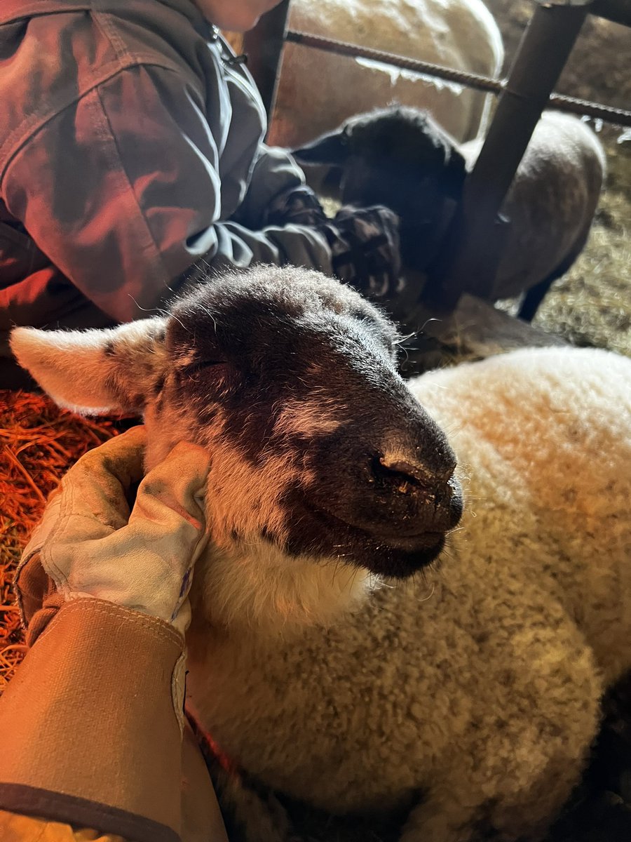 Ashley Dyce tweet media