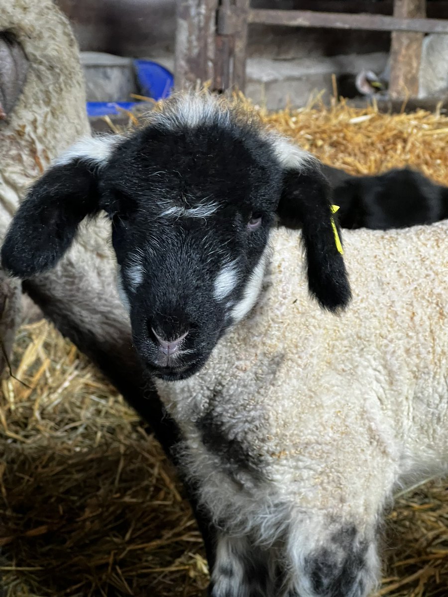 Ashley Dyce tweet media