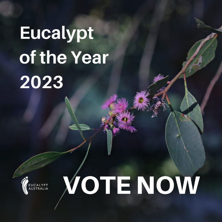 #EucalyptoftheYear vote is still open
With over 850 eucalypt species in Australia, which is your favourite?
Vote for your favourite gum tree
eucalyptaustralia.org.au/eucalyptofthey…
Voting closes on 19th of March
The winning gum will be announced on #NationalEucalyptDay Thursday 23rd March.