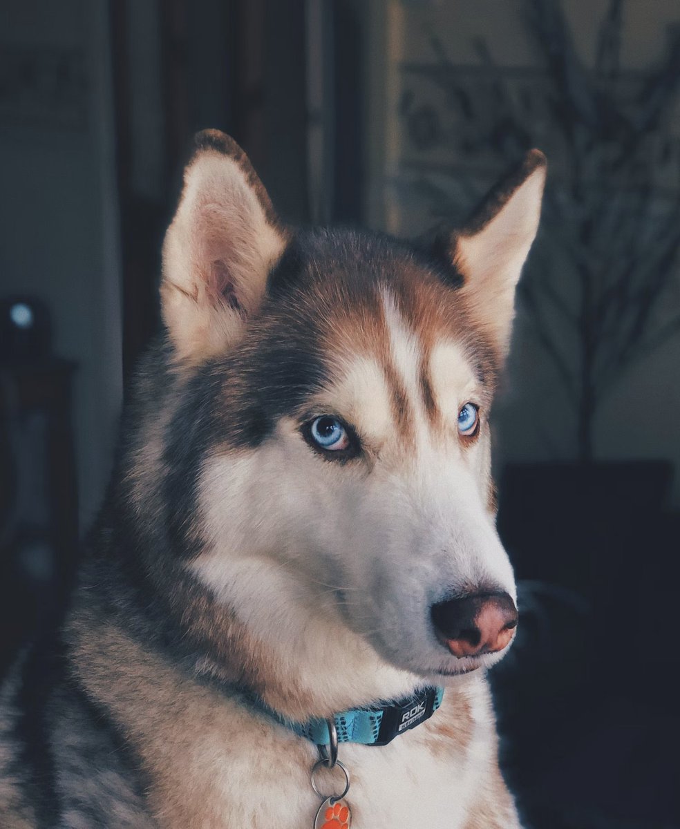 Almuoc's tweet image. Is this normal? Average dog exhibits strange behaviors 5 times each year. buff.ly/3ynnvd7

 #dogbehavior #dogbehaviortraining #dogbehaviormodification