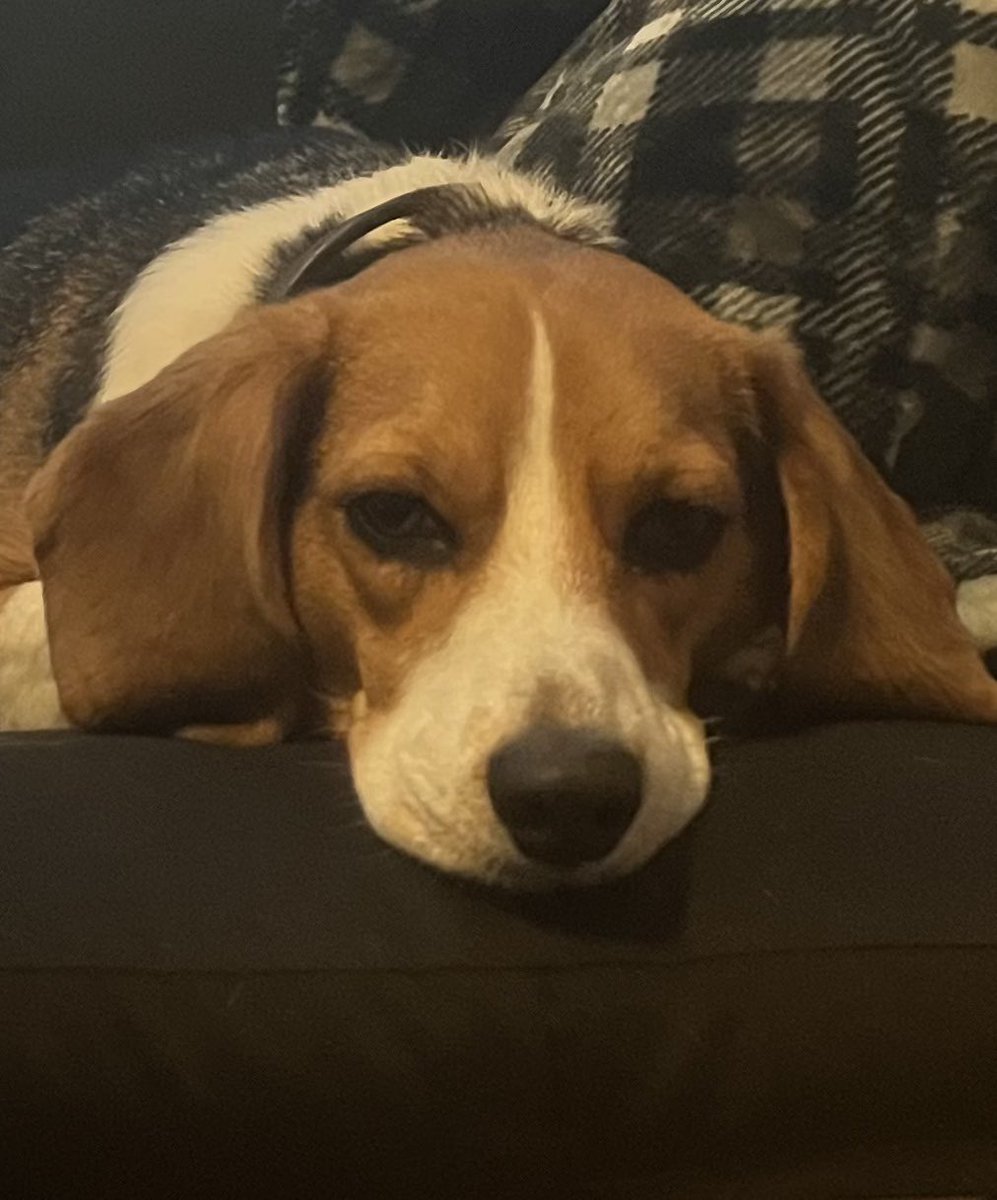 Just chillin’ #Beagle