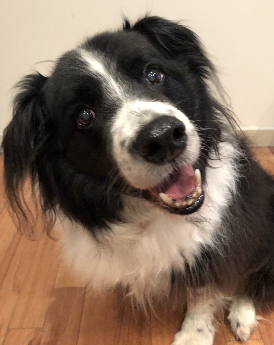 meagee's tweet photo. @JayEssEnAy Lost this guy early January. Nothing seems right in the world any more… https://t.co/bdN17DamUu