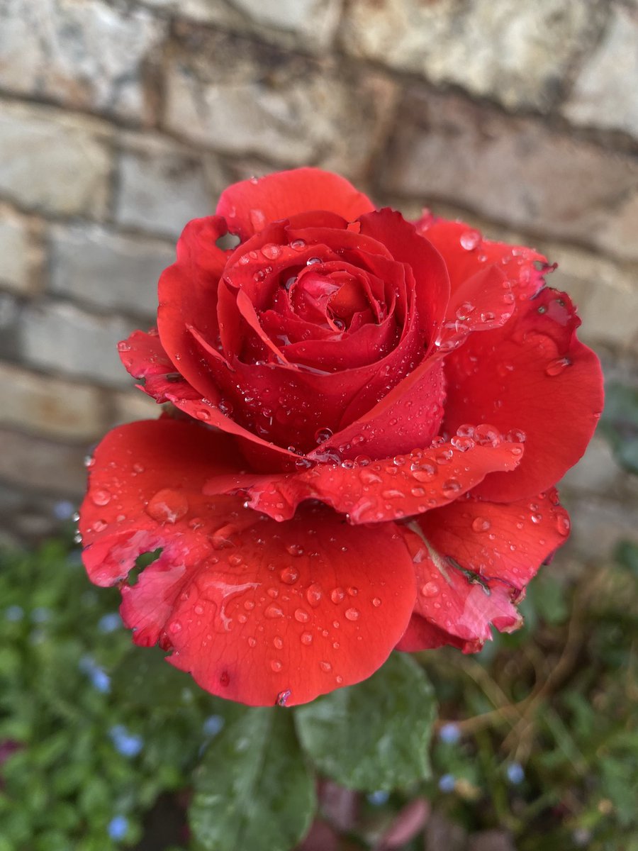Liztorres86's tweet photo. Lluvias de marzo https://t.co/F8vgpfVmui