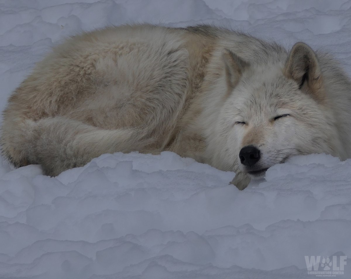 Dreaming of a world where no wolf is hunted 🐺