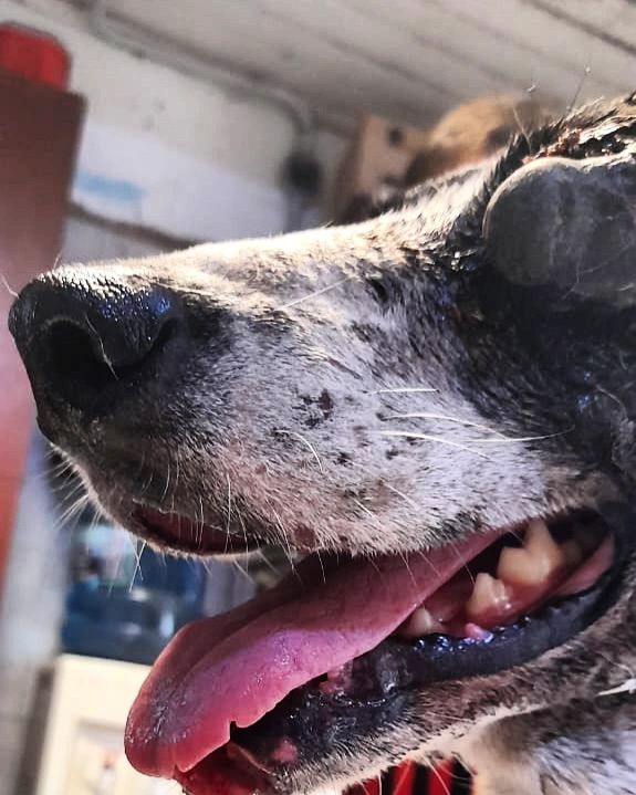 elcampito's tweet photo. Acabamos de recibir un caso EXTREMO.
PERRO con el ojo totalmente salido de la órbita con ruptura de todos los músculos que sostienen al globo ocular y tejidos totalmente necrosado.
Es urgente realizar la enucleacion del mismo
Según los resultados programaremos la cx
Está a salvo. https://t.co/HiSVoK3qXh