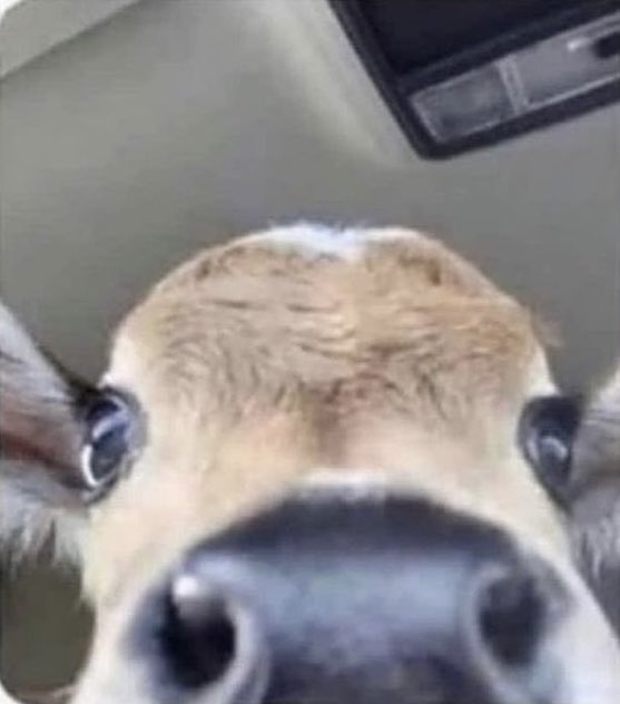 patrickstarrr's tweet photo. me and my bestie when the FaceTime connects https://t.co/9Q97rY87SC