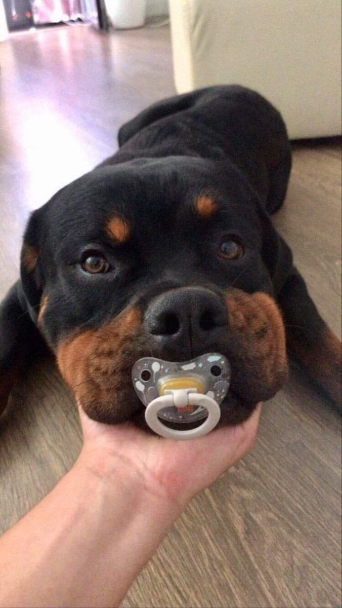 iti malias (@itimaliasof) on Twitter photo 