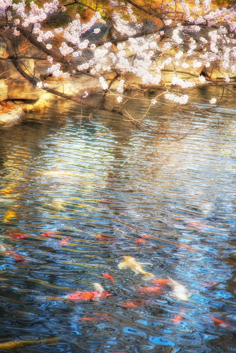 PKU1898's tweet image. Dream or reality?✨

#PKUinSpring 📷: Yin Shushan