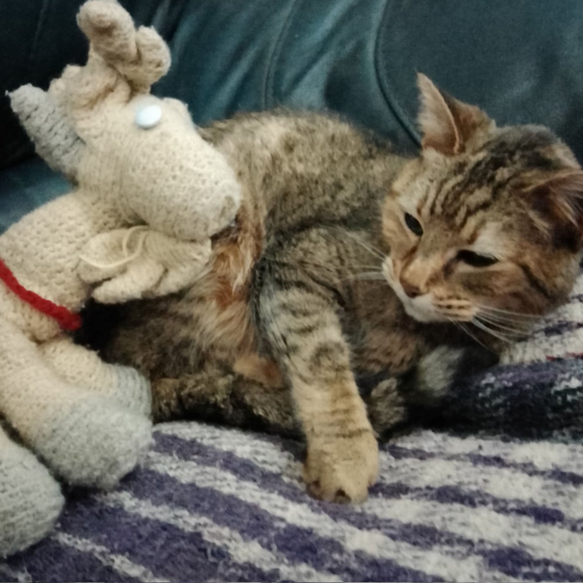 Murphysplush's tweet photo. Hei Hei... Do you want me to read you a story? #murphysplush #murphysplushtrips #amigurumi #yarncraft #cats #catsofinstagram https://t.co/7mV4QtN59g
