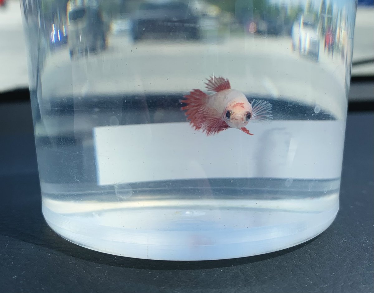 starsleeps tweet media