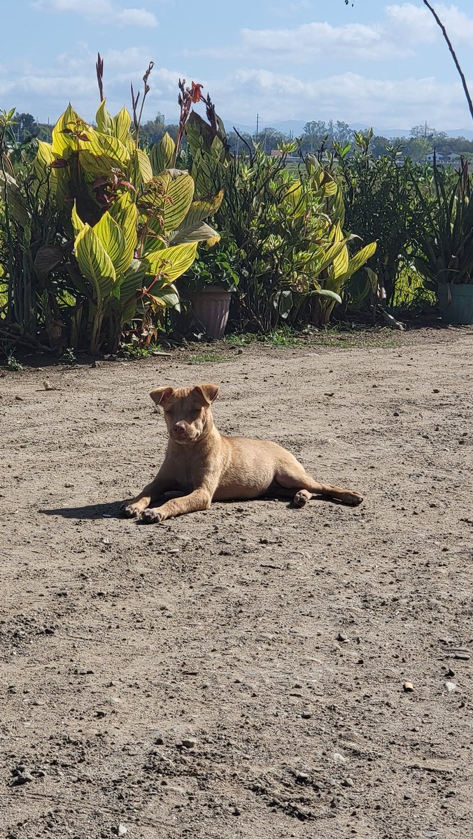bobetl's tweet photo. Bantay sa bukid. That"s what you do https://t.co/SGKAYoQd4M