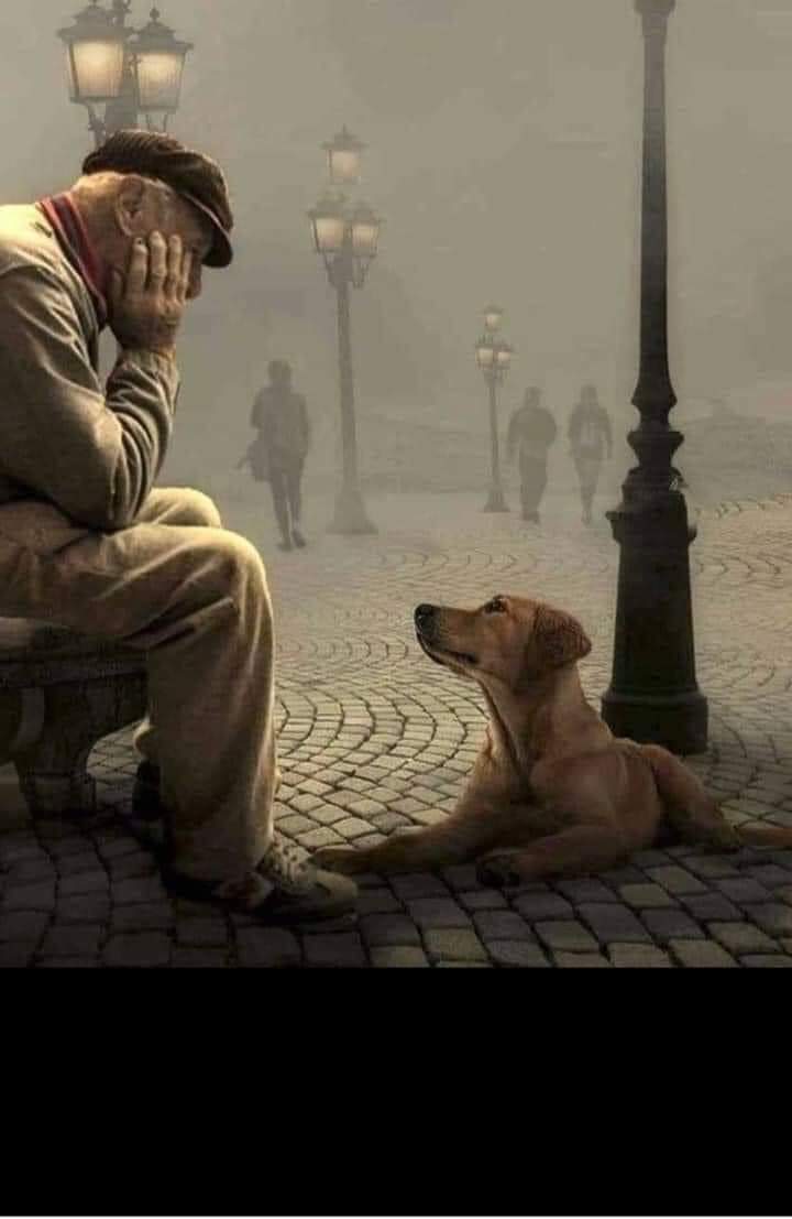 thehappydog_'s tweet photo. Nothing beats the look of reciprocal pure unconditional love 🙏❤️ https://t.co/iJiOtpFfhp