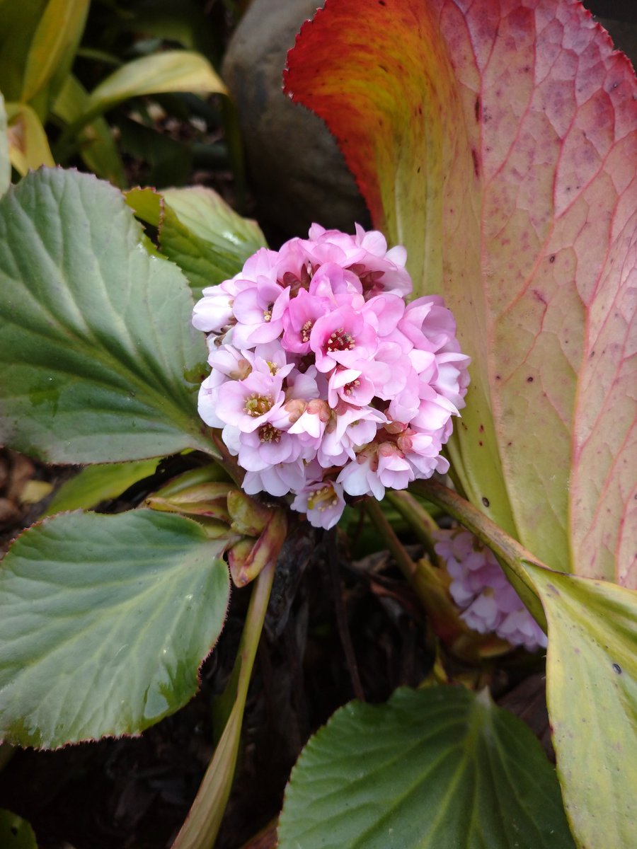 Lot415's tweet image. ヒマラヤユキノシタです。葉がとても大きいです。#ヒマラヤユキノシタ #花