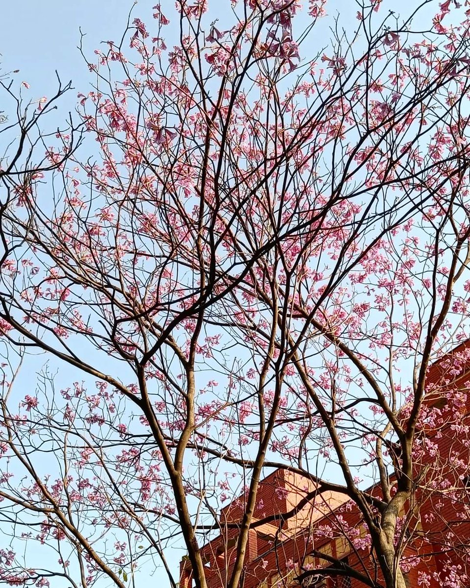 tikulli's tweet image. Tabebuia Rosea, Delhi. #FLOWERS #spring #delhispring @seasonwatch_in #delhitrees #treesofdelhi