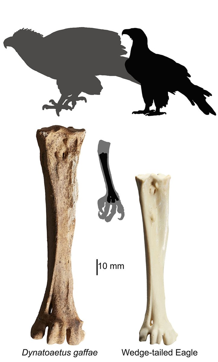 The largest #Eagle in #Australia today is the Wedge-tailed eagle; but fifty thousand years ago, a much larger #fossil species flew the skies. Introducing Dynatoaetus gaffae, the largest Australian eagle that ever lived. Read the paper at the link below: link.springer.com/article/10.100…