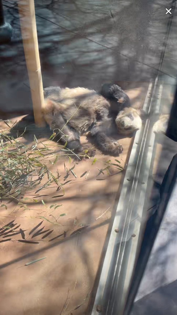 worldinmeoweyes's tweet photo. The Memphis Zoo continues feeding YaYa with dried yellow bamboo. She has to search through the pile of dry yellow bamboo for some branches that she could manage to eat. When she could not find something edible, she sat spacing out. YaYa could only get some sun at one spot inside. https://t.co/bP1RjyW31z
