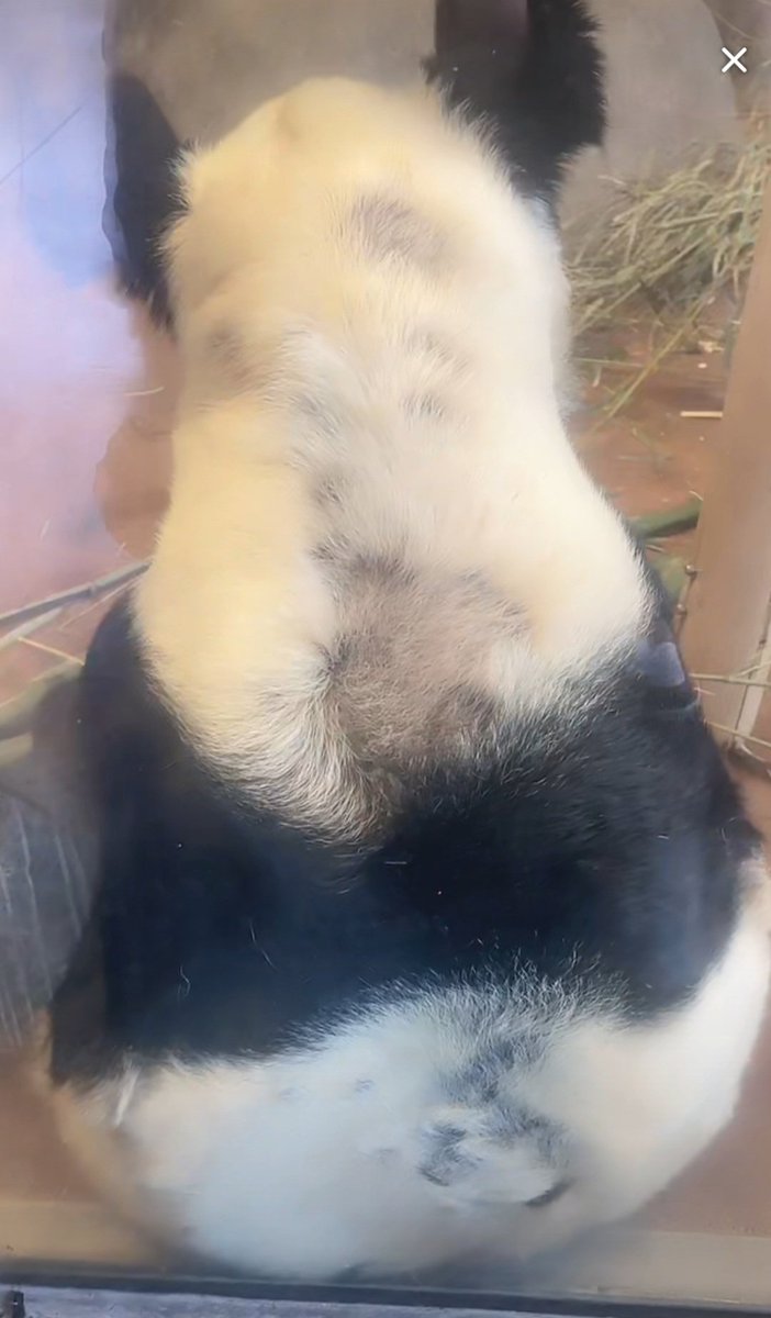 worldinmeoweyes's tweet photo. The Memphis Zoo continues feeding YaYa with dried yellow bamboo. She has to search through the pile of dry yellow bamboo for some branches that she could manage to eat. When she could not find something edible, she sat spacing out. YaYa could only get some sun at one spot inside. https://t.co/bP1RjyW31z
