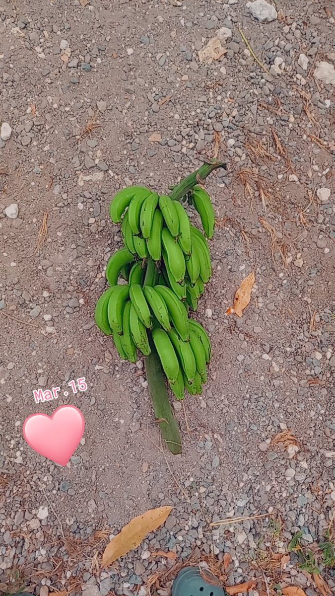 #Backyardfarming #plantNeatwhatugrow
#Drought but it still survived #BananasuckerfromStMary 
#ClarendonXStMaryBloodinMyVeins
🇯🇲👑