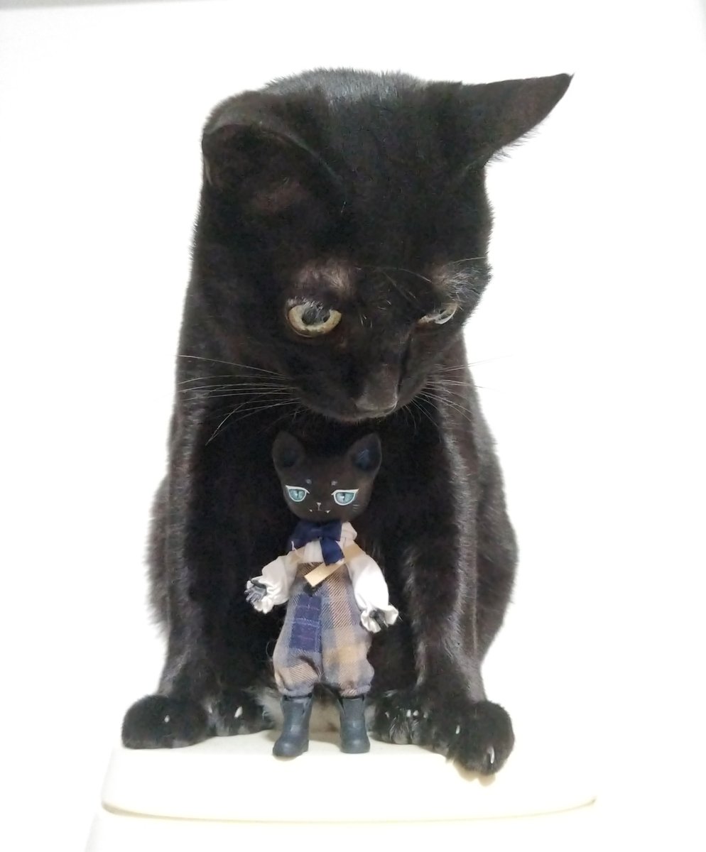 Zoedt1985's tweet photo. @milkyway080 try my little black cat https://t.co/POgzm7jqHH