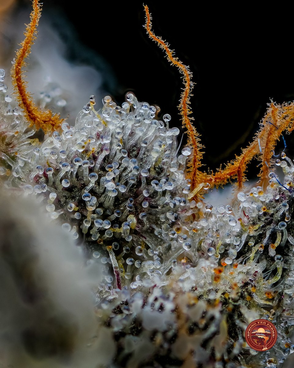 herb_chronicles's tweet photo. #springfedfarms #macophoto #topchef #SpringBreak2023 #CannabisCommunity https://t.co/AGEBpQdWiw