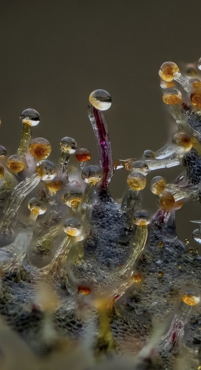 herb_chronicles's tweet photo. Close up on that amber #beautiful #springfedfarms #SpringBreak2023 #macrophoto #CannabisCommunity https://t.co/8I2QNmLrlN