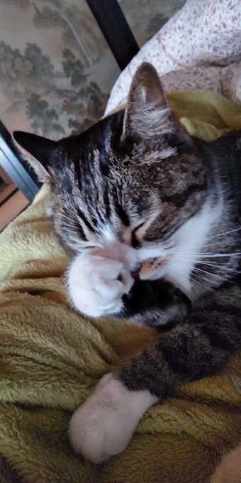 ンッ ネッ キリッ!! 