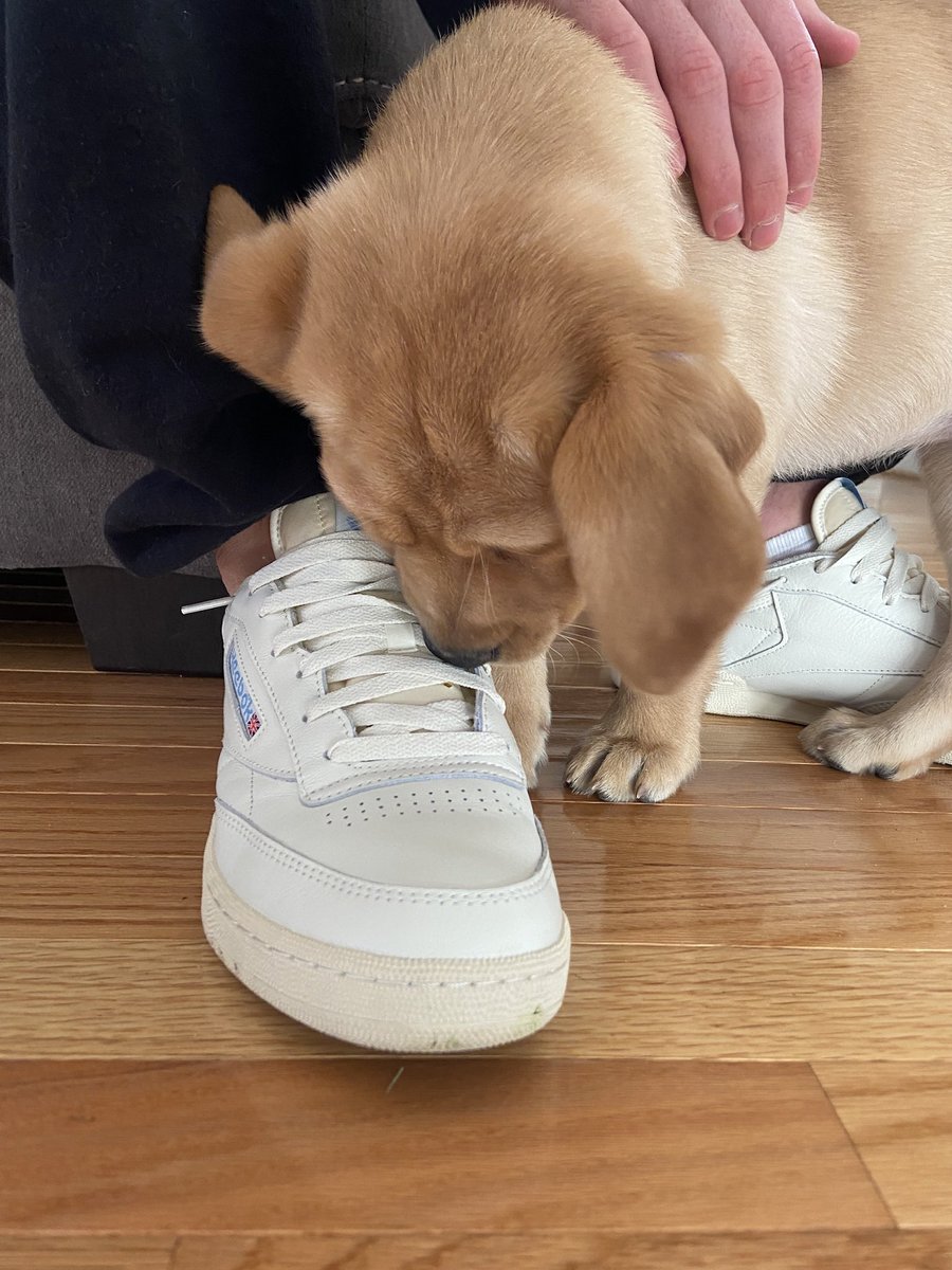 CarolineKoutsos's tweet photo. every puppy has four moods:
1. zoomies
2. chew (shoes)
3. no thoughts just nap
4. chew (stick)

follow more on service pups on the WCC page! https://t.co/JTkUVjeCPX