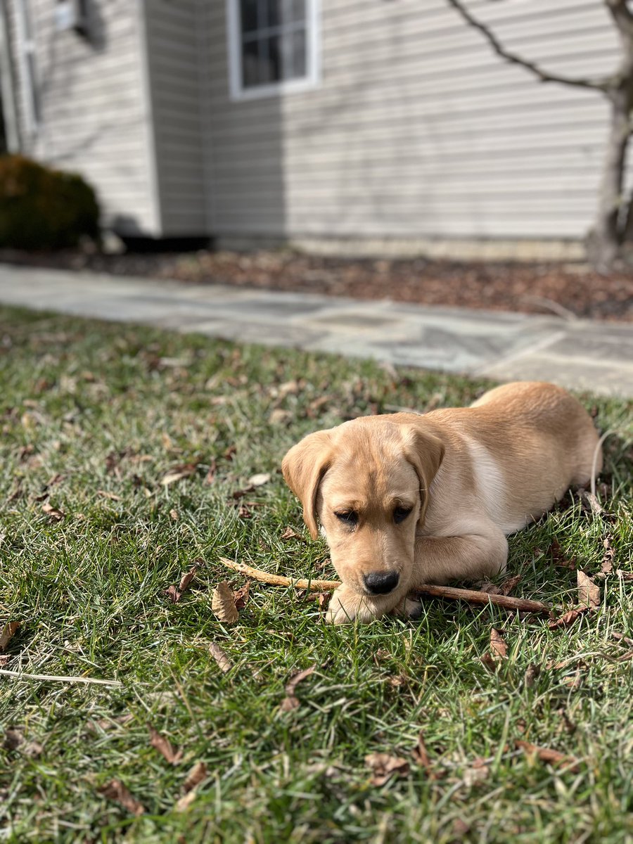 CarolineKoutsos's tweet photo. every puppy has four moods:
1. zoomies
2. chew (shoes)
3. no thoughts just nap
4. chew (stick)

follow more on service pups on the WCC page! https://t.co/JTkUVjeCPX