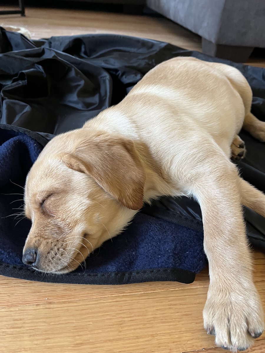 CarolineKoutsos's tweet photo. every puppy has four moods:
1. zoomies
2. chew (shoes)
3. no thoughts just nap
4. chew (stick)

follow more on service pups on the WCC page! https://t.co/JTkUVjeCPX