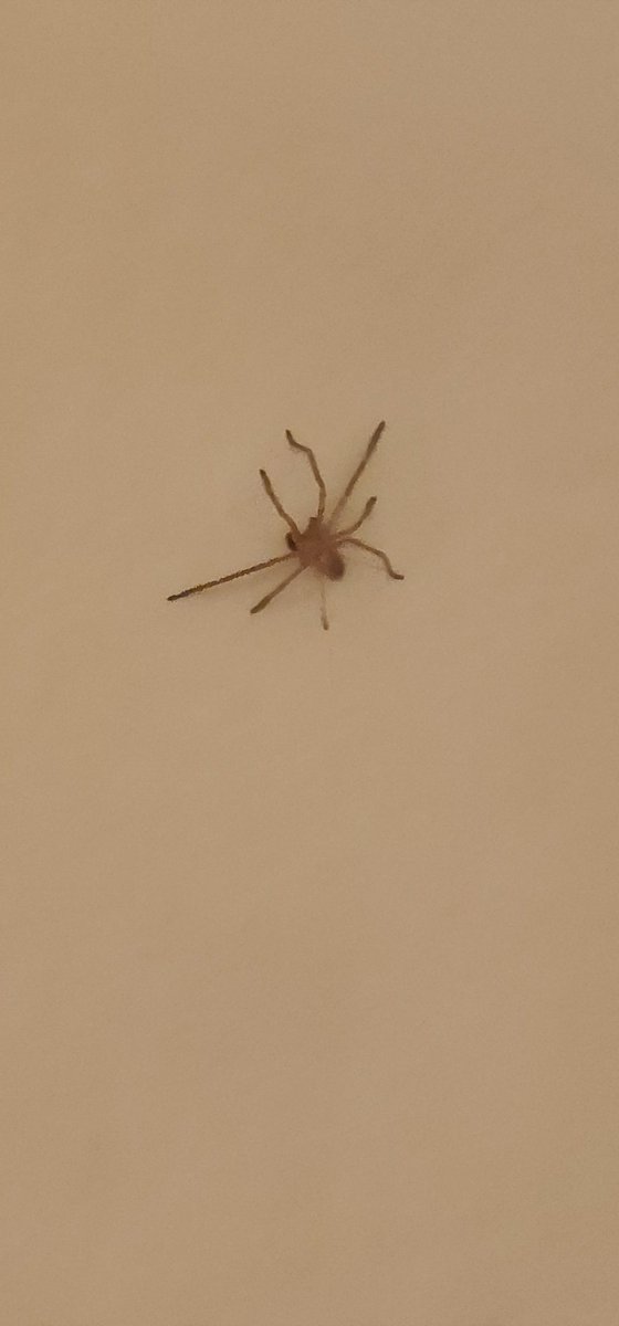 simondabbah's tweet photo. @Arachno_Cosas hola, encontre esta en huixquilucan, es de importancia medica? https://t.co/TiBJK3tW5z