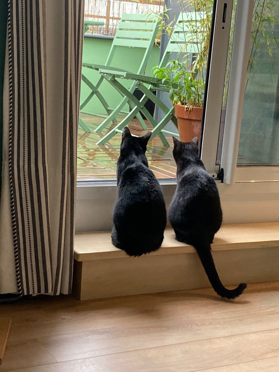 InCatWeTrust1's tweet photo. - Gee, Brain. What are we going to do tonight?
- The same thing we do every night, Pinky. Try to take over the world.
#pinkyandthebrain #CatsOfTwitter #CatsOnTwitter #cats https://t.co/xMYuq0o86V