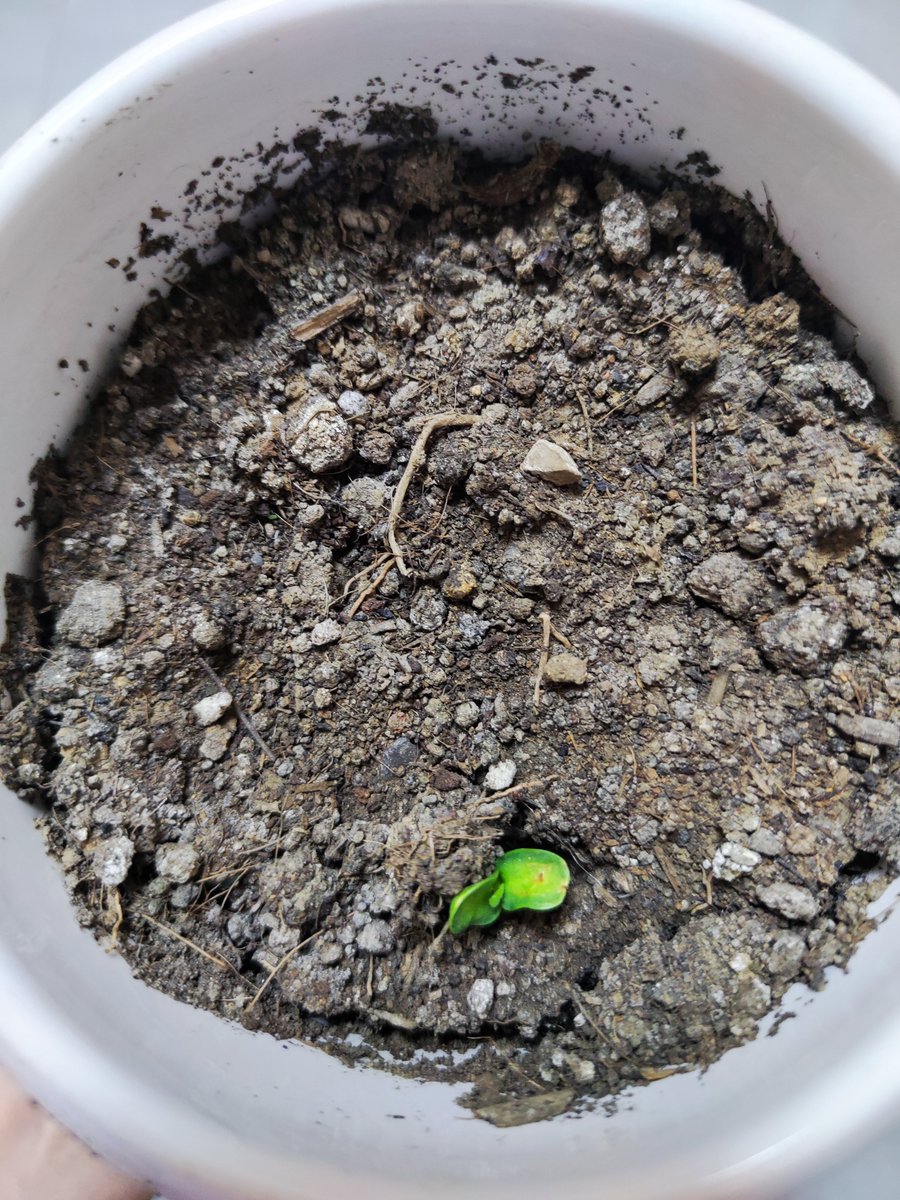 Doolin123's tweet image. I'm so moved that the small seed grows up into a small plant. And I know she will grow up to be a big sunflower. That is the power of life!❤️
