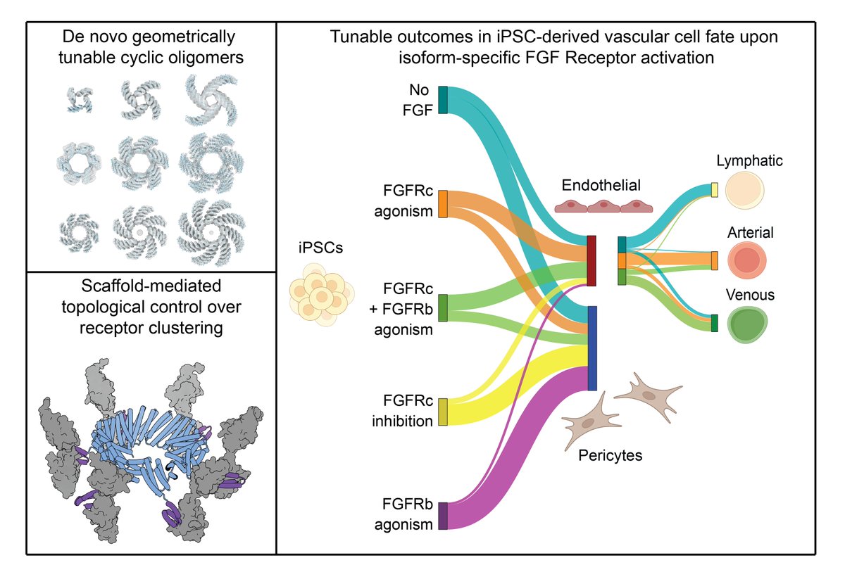 We combined de novo designed isoform-specific minibinders with novel oligomeric scaffolds to modulate FGFR signaling. The FGF-mimetics were used to program cellular decision making and we found that the FGFRc-isoform is relevant in vascular differentiation for arterial cell fate.