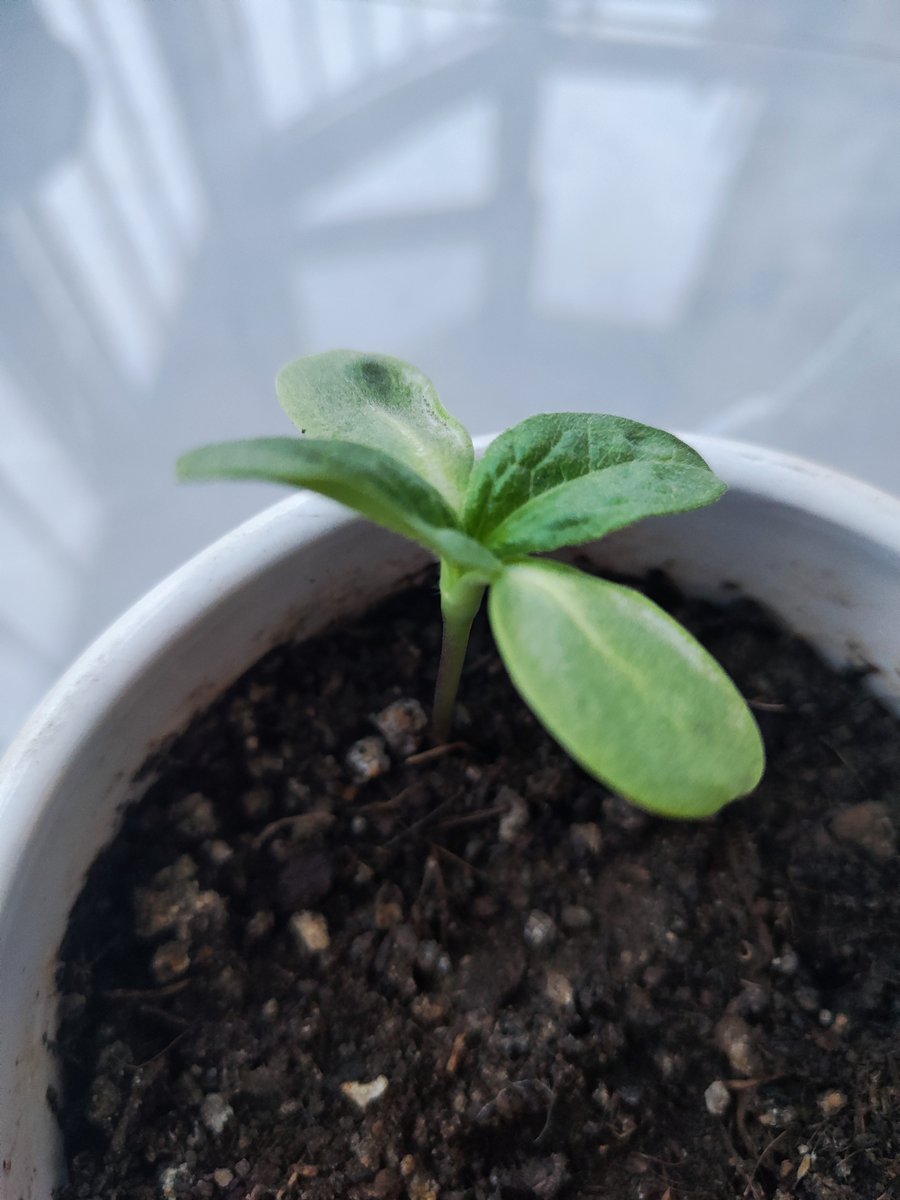 Doolin123's tweet image. I'm so moved that the small seed grows up into a small plant. And I know she will grow up to be a big sunflower. That is the power of life!❤️