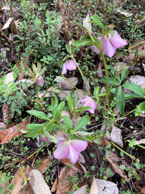 ccr_ribbons's tweet photo. 今日はたくさん撮りたくなる😊
#gardening #お庭
#ガーデニング #庭仕事
#のんびり #ぼちぼち
#lowcost #lowmaintainance
#springday #likesummer https://t.co/ZCqA6y3oNL