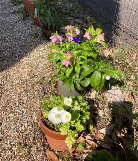 ccr_ribbons's tweet photo. うららかな朝〜🌼
伸びた葉牡丹も好き。
#gardening #お庭
#ガーデニング #庭仕事
#のんびり #ぼちぼち
#lowcost #lowmaintainance
#springday #likesummer https://t.co/AjBXX9WU5g
