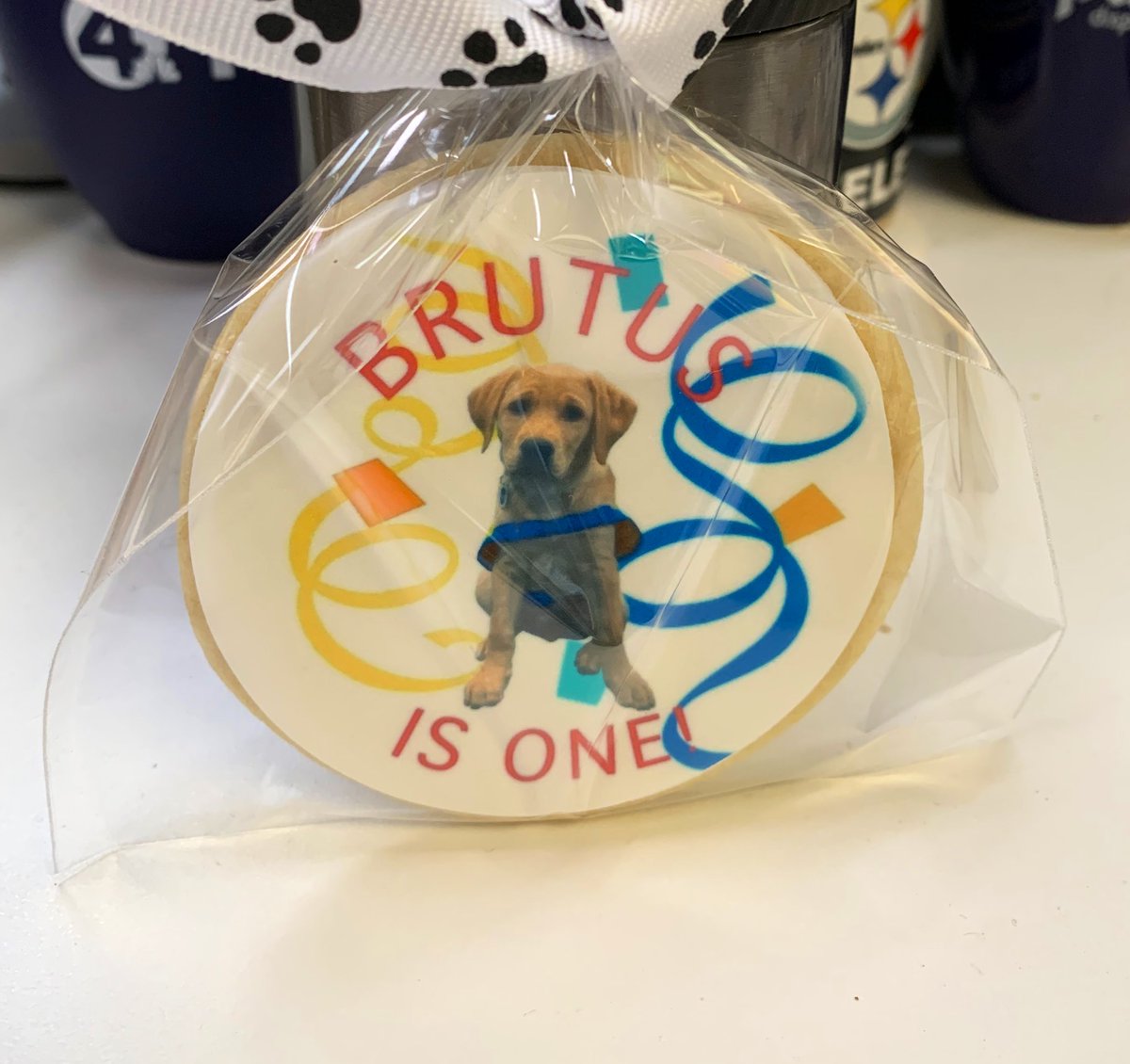 ajconn95's tweet photo. Our Puppy With a Purpose turned 1 today and he came to @nbc4i to celebrate. #NBC4Pups @canineorg
 🎉🐶🎉 https://t.co/oyTeauDCZ8